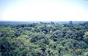 Tikal-From T 4 - Star Wars2.jpg (7712 bytes)